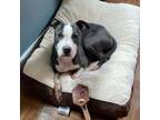 Adopt Lionel a Mixed Breed