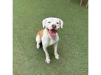 Adopt JAMES a Pit Bull Terrier