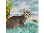 Adopt Oboz a Domestic Short Hair