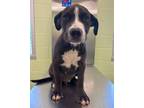 Adopt Crab a Pit Bull Terrier, Mixed Breed