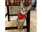 Adopt Peter Parker - GH a Domestic Medium Hair