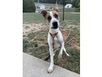 Adopt Charlie a Mixed Breed