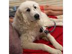 Adopt Torch a Great Pyrenees