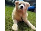 Adopt Choir a Samoyed