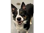 Adopt Ben a Border Collie