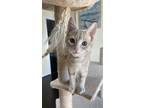 Adopt Rufus a Domestic Short Hair, Tabby