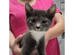 Adopt Faris a Domestic Short Hair