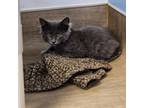 Adopt Wade a Domestic Medium Hair