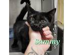 Adopt Sammy a Domestic Short Hair