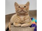 Adopt Sunny a Domestic Short Hair