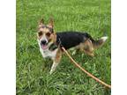 Adopt Monte a Mixed Breed