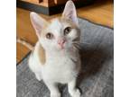 Adopt Finnegan a Domestic Short Hair