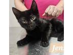 Adopt Jensen a Domestic Short Hair