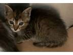 Adopt Penny a Domestic Short Hair