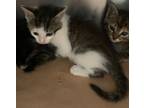 Adopt Pray a Domestic Short Hair