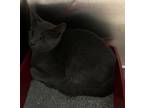Adopt Barbie a Domestic Short Hair