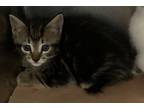 Adopt Percy a Domestic Short Hair
