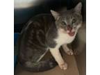 Adopt Ken a Domestic Short Hair