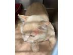Adopt Rupert a Domestic Short Hair