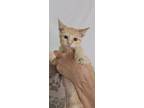 Adopt Tony a Domestic Short Hair