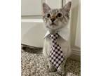 Adopt Hermes a Siamese, Domestic Short Hair