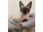 Adopt Simpson a Siamese, Domestic Short Hair
