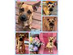 Adopt Blaze a Mixed Breed