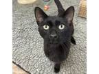 Adopt Asher w/ Anubis--Sleek and Affectionate! Adopt Together $50 a Domestic