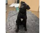 Adopt Pickett - Super Friendly, Likes other Dogs! a Black Labrador Retriever
