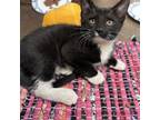 Adopt Dragon w/ Harpy--Bold and fun! $75 Adoption Special! a Domestic Short Hair