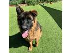 Adopt Megamind - Handsome Boy, Dog Friendly! a German Shepherd Dog