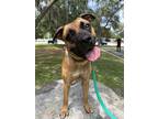Adopt Max a Mastiff, American Bully