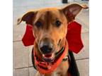 Adopt Sir a German Shepherd Dog, Mixed Breed