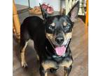 Adopt Xavier a Miniature Pinscher, Husky