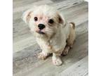 Adopt Mr. Miyagi a Shih Tzu