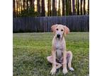 Adopt Eugene a Yellow Labrador Retriever