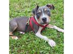 Adopt Toby a Pit Bull Terrier