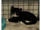 Adopt Neo a American Shorthair