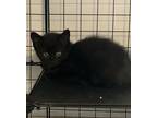 Adopt Po a American Shorthair
