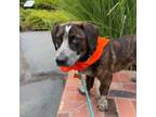 Adopt Gus a Beagle, Mixed Breed