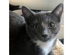 Adopt Kenzo a Domestic Short Hair
