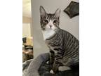 Adopt Randolph a Domestic Short Hair