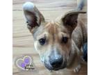 Adopt Sergio - Blue Jeans Litter a Australian Cattle Dog / Blue Heeler