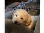 Adopt Ernie a Poodle