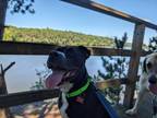 Adopt Duke (aka Kong) a Pit Bull Terrier