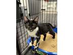 Adopt Eclipse a Domestic Short Hair
