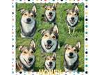 Adopt Honey a Shepherd, Husky