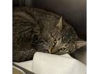 Adopt Noodle CFS 240065606_3 a Domestic Short Hair