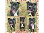 Adopt Loki Rue CFS 240067771 a Boxer