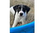 Adopt Darby a Hound, Labrador Retriever